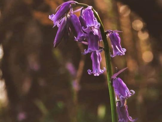 Deep purple bluebell from @si_s_place