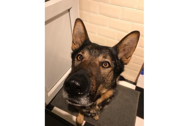 A six year old German Shepherd who works as a general purpose police dog