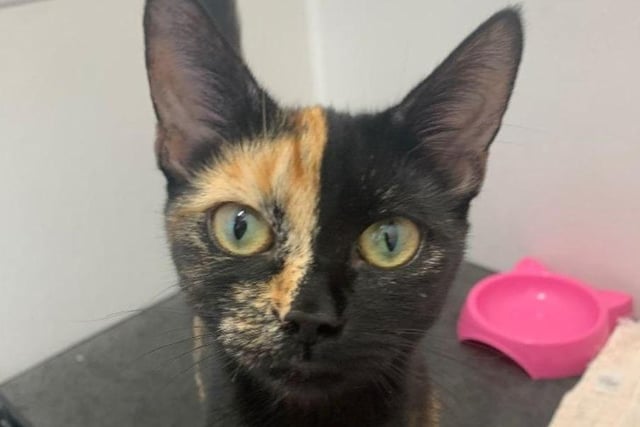 Domestic Shorthair crossbreed, torti, 2-years-old - Joyce is described as a "lovely girl" and a 'sweet' and 'loving' cat. She can be shy but does warm up to people, and she does love a play but is still getting used to toys. Joyce would prefer a home where she is the only pet and doesn't have to share her space or people.