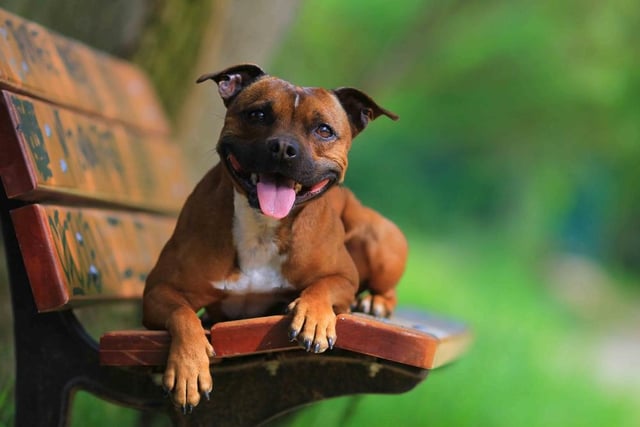 Though Staffies sometimes get a bad rep, when well-trained they are loving and friendly dogs. However, this doesn’t stop some from damaging owners’ homes - with an average damage cost of £192 per year.