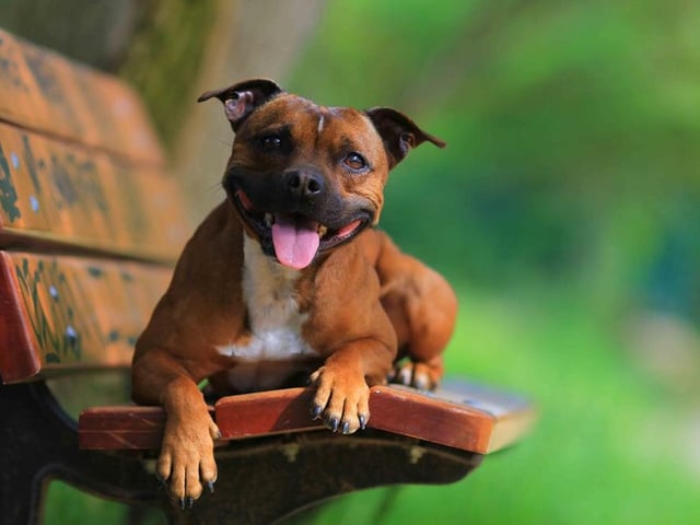 Though Staffies sometimes get a bad rep, when well-trained they are loving and friendly dogs. However, this doesn’t stop some from damaging owners’ homes - with an average damage cost of £192 per year.