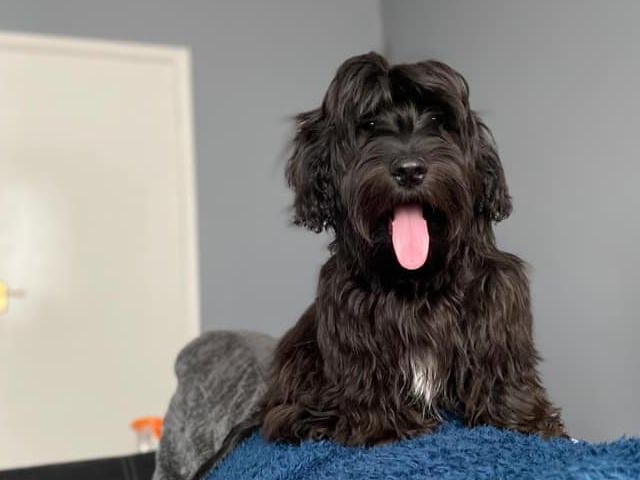 Patch has helped to filled a hole in Apryl Fleming's heart during lockdown. After losing their Staffordshire Bull Terrior in March, she found out her uncle's dog was pregnant and she decided she would love to have another puppy. In april, Patch was welcomed into the family.
