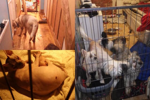 A Rotherham woman was unable to look after her eight dogs and nine cats after receiving cosmetic surgery.