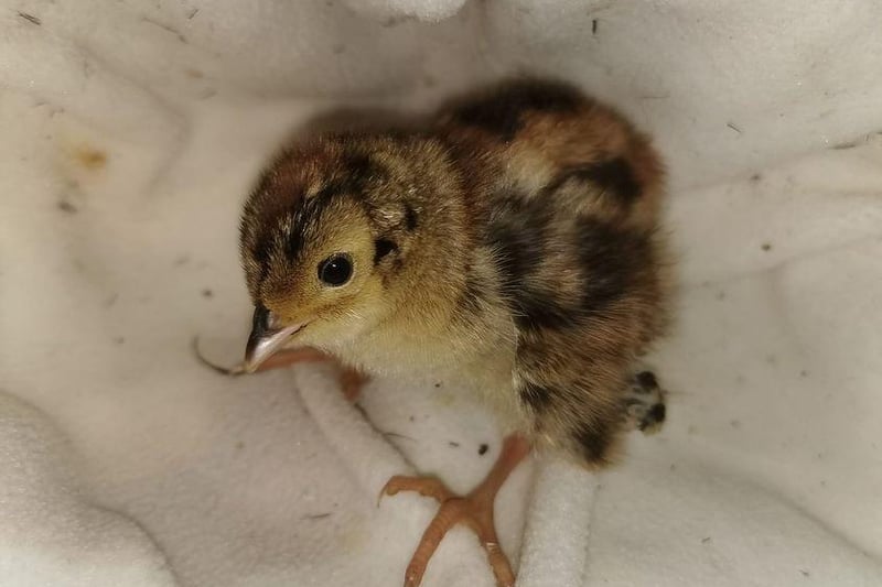 A tiny newborn baby pheasant found, no sign of mum or any other babies, but was later safely tucked up in a warm incubator at the Mansfield Rescue Centre