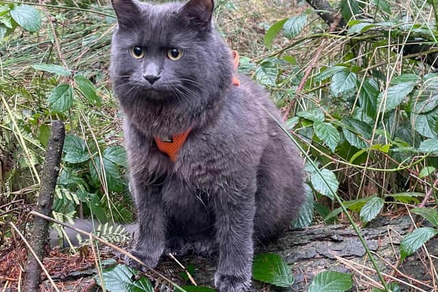A 'dog-like' adventurous cat enjoys hikes and bike rides with its owner and is soon to go on camping trips. Kyle Kana'iaupuni Robertson, 31, got his cat Pōhaku in March last year.