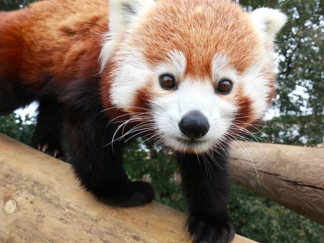 Time for my close up! You’ll find this stunning red panda as you hike through the ‘Himalayan Pass', home to sisters Alice, Ariel and Aurora. The Red Panda trio were born in June 2019 and live in the ‘Himalayan Pass’ reserve. They all have their favourite spot to sleep high up in the trees. Despite their species name, Red Pandas are not closely related to the Giant Panda – they are most closely related to weasels and racoons.