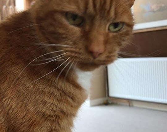 Terry Oates shared this photo of his ginger cat Walter.
