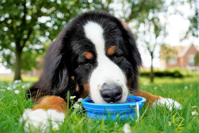Keeping pets cool during a heatwave is also vitally important (photo: Adobe)