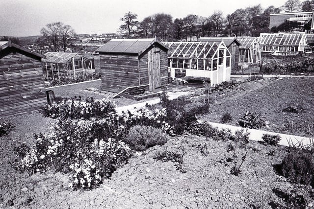 Allotments at St. Paul's Leisure Gardens, Norton Lees Road May 1975