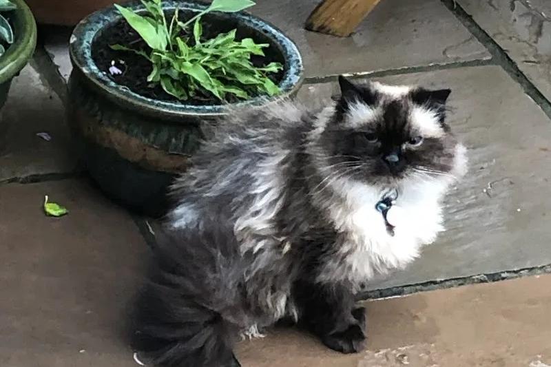 The Ragdoll cat breed has an astonishing 19,337,394 tags on Instagram.