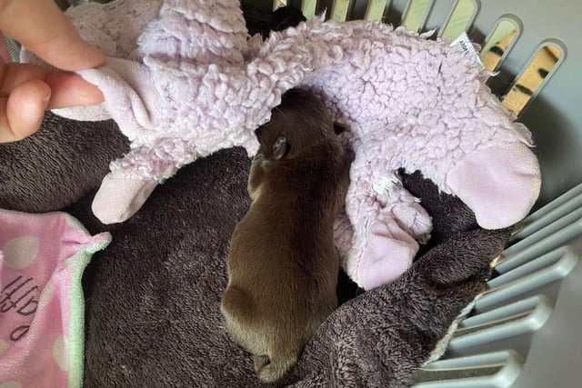 The pups are doing well and are being hand reared by volunteers across the city. This one, in the care of an RSPCA member of staff, is called Otter.