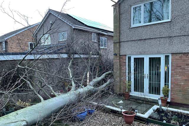The beech narrowly avoided landing directly on John's house, but still damaged both his and his neighbour's homes.