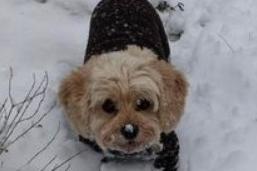 This well-dressed pooch's keen nose looks to have caught a snowflake during a very enjoyable snowy walk.