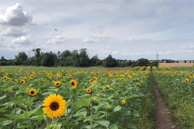 Eastfield Farm, Doncaster Road, Tickhill, Doncaster, DN11 9JD. Rating: 4.7/5 (based on 426 Google Reviews). "Love this place, be it summer fruit picking or pumpkin picking in autumn."