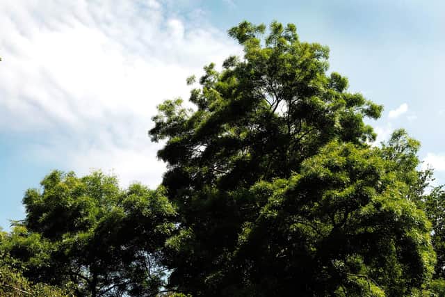 Raywood ash tree at Whilow Broook Park
