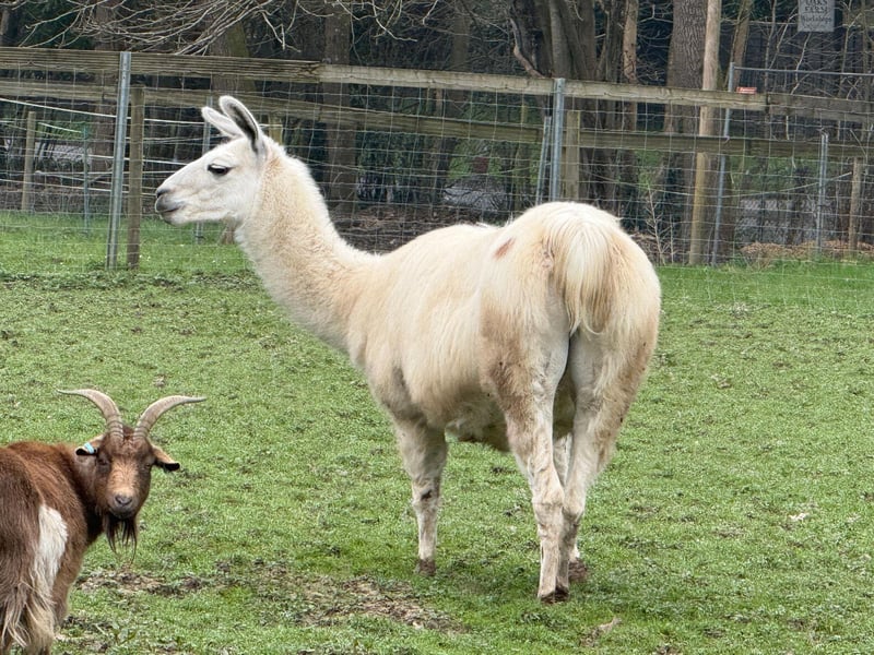 There's plenty of summer fun to be had at Down at the Farm where you can meet the animals, enjoy tractor rides, barrel rides, face painting and more.