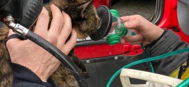 The cats were all given oxygen via the Smokeypaws oxygen masks.