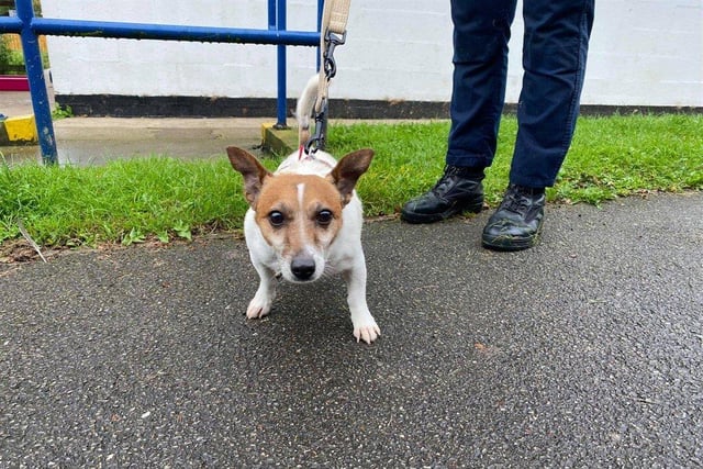 Little Alfie might be into his retirement years, but he still has the energy of a pup. He loves fuss and attention, and either sits on your lap or demands tummy rubs. Alfie also enjoys a good walk.