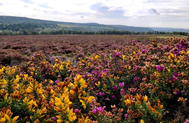 Moorland gorse and heather photographed by Lucy Watkins