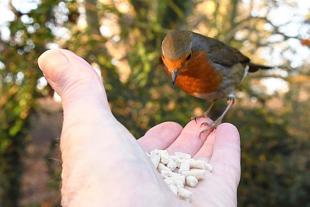 A bird in the hand taken by Peter Wolstenholme
