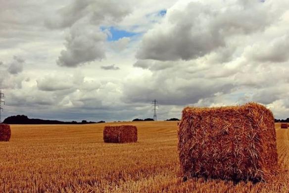 We finally had some resbite from the hot weather on Thursday morning, this photo of an overcast hay bale is from @toonarmy19155448