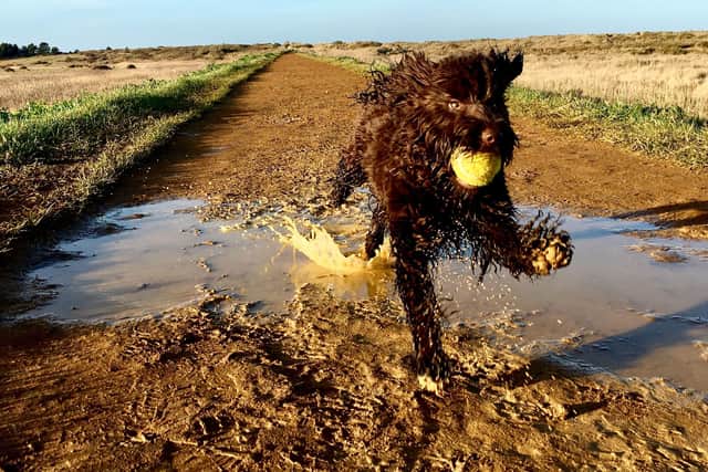 Shelina Duke says that the popular cockapoo breed is often misunderstood - Animal News Agency