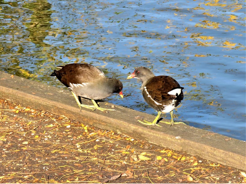 Baffins Pond has a rating of 5 stars based on 28 reviews on TripAdvisor. Picture Eric Eddles.