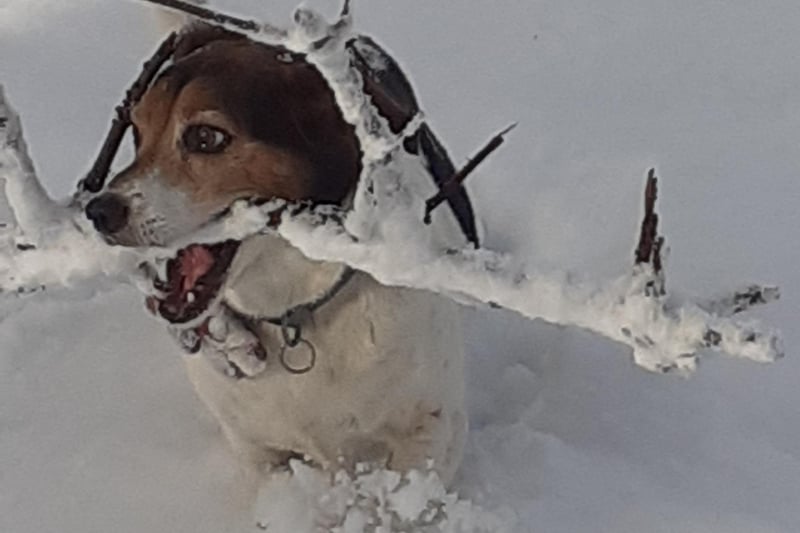 Ollie, auditioning for the part of a reindeer while playing at Stoneywood Woods (Picture: Mary Jeffrey)