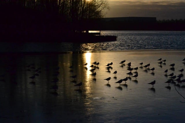 Birds on a frozen pond. From Reece-Blade Wood.
