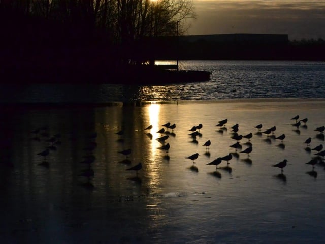 Birds on a frozen pond. From Reece-Blade Wood.