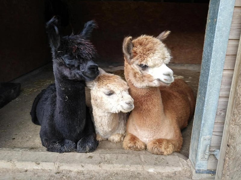 Velvet Hall Alpacas are located near the pretty Scottish Borders town of Innerleithen in the Scottish Borders. They offer hour-long treks through the stunning Tweed Valley landscape on Fridays, Saturdays, Sundays and Mondays, with visits available on Tuesdays, Wednesdays and Thursdays. For more information visit www.velvethall-alpacas.co.uk.