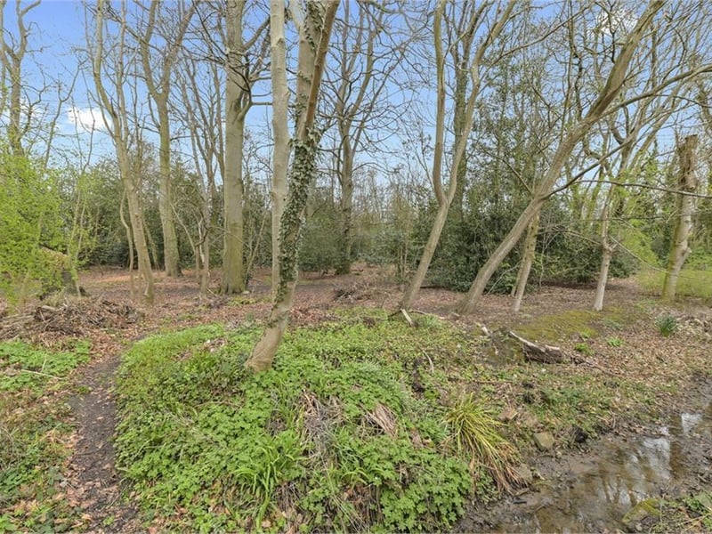Rear of garden.