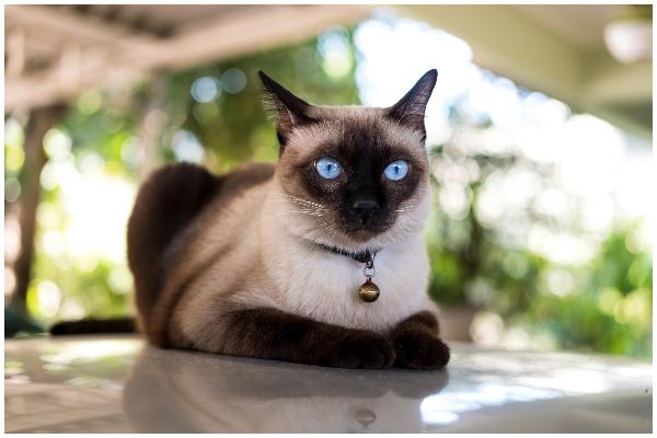 Siamese cats are very social and intelligent, and are also fond of humans. They are not too keen on being left home alone and will need company in the form of humans, or at least with another fellow Siamese cat (Photo: Shutterstock)