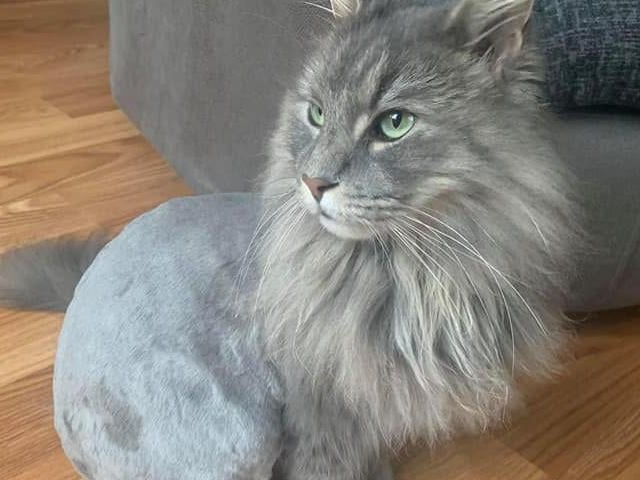 Leo the Maine Coon. Shared by Juliette Katrina Moss.
