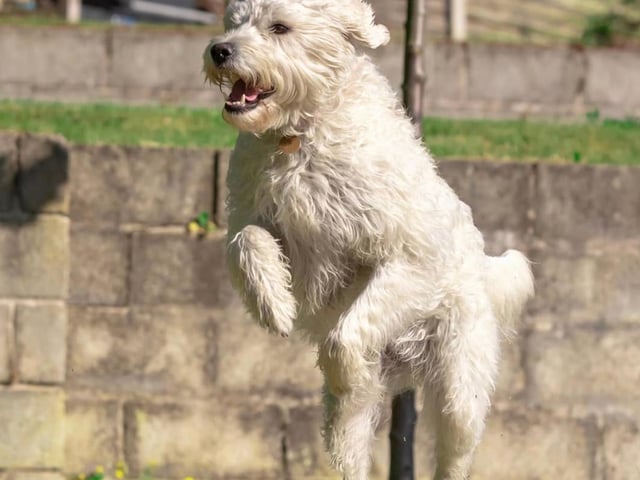 The dogs have been enjoying the weather too - from @the_skys_the_limit5