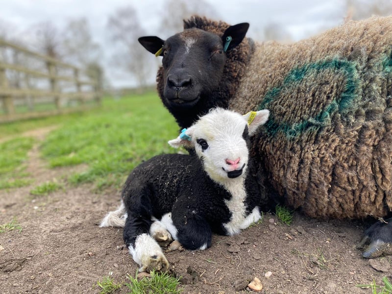 A perfectly-posed picture of mum and baby.