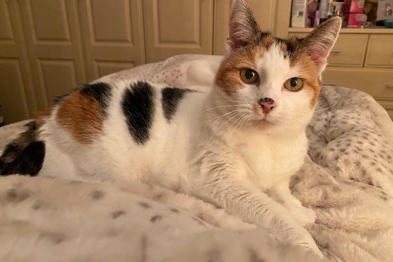 This is Zuki and she is looking for a retirement home. She is 17-years-old but her owner recently passed away. RSPCA say: 'Zuki can be a shy girl to start with but once she gets to know you she likes nothing more than cuddling up next to you and having a snooze.' She can only live with adults and not other cats or dogs.