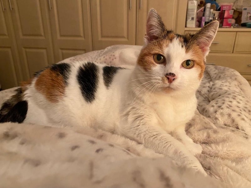 This is Zuki and she is looking for a retirement home. She is 17-years-old but her owner recently passed away. RSPCA say: 'Zuki can be a shy girl to start with but once she gets to know you she likes nothing more than cuddling up next to you and having a snooze.' She can only live with adults and not other cats or dogs.
