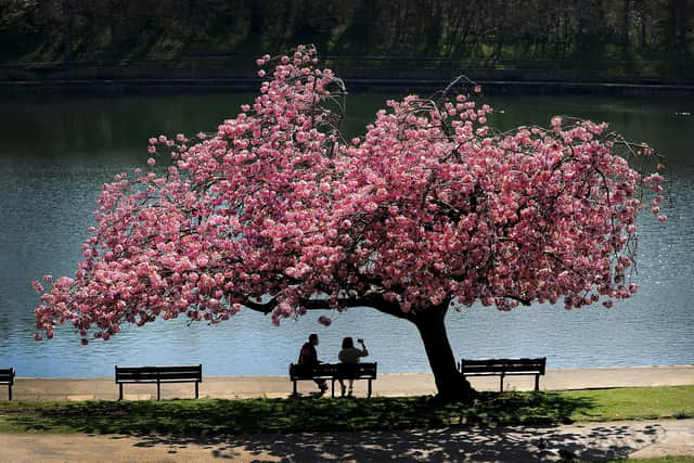 Cherry Blossom in Crookes Valley Park Sheffield..5th April 2019 ..Picture by Simon Hulme 