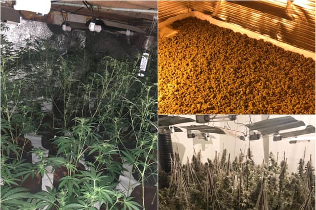 Around 300 cannabis plan ts were found during police raids of three homes on the same street in Rotherham