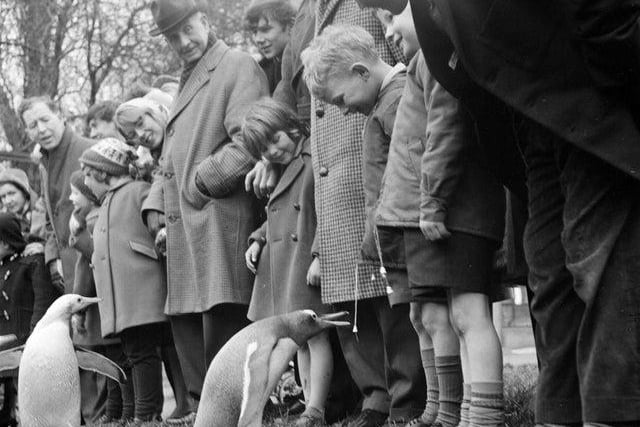 Children enjoying the penguin parade at Edinburgh Zoo in 1964