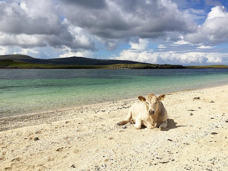 From the end of the minor road beyond Dunvegan Castle entrance, an easy one-mile walk leads to the Coral Beaches – a pair of blindingly white beaches made up of the bleached exoskeletons of coralline algae known as maerl.