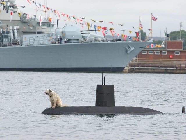 A canine pilot finds an unusual vantage point with which to view the IFOS 2005.