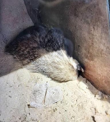 This badger bundled it's way into a skip in Cawood, North Yorkshire, before being rescued by the RSPCA.