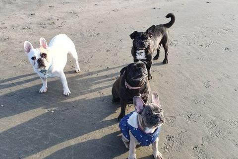 Juno, Dakota, Poppy and Martha enjoying a walk at West Wittering Beach. Picture: Lynda Lister