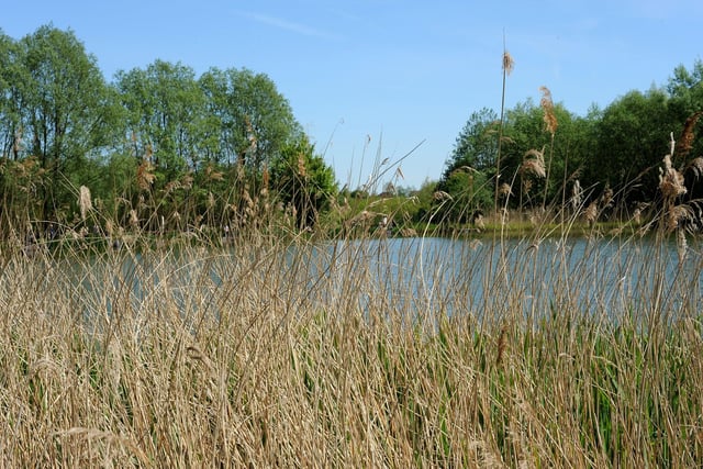 Brierley Forest Park was developed as a Country Park between 1992 and 2000, to provide footpath, cycling and horse riding networks through a series of plantation woodlands, hay meadows, water bodies, streams and wetland areas.