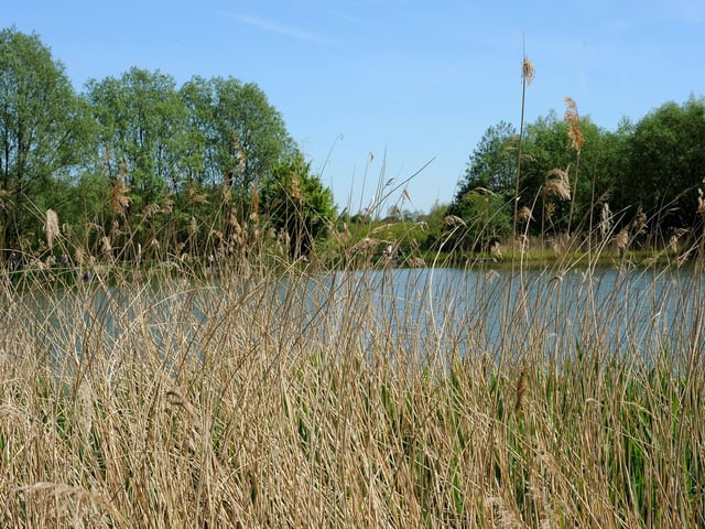 Brierley Forest Park was developed as a Country Park between 1992 and 2000, to provide footpath, cycling and horse riding networks through a series of plantation woodlands, hay meadows, water bodies, streams and wetland areas.