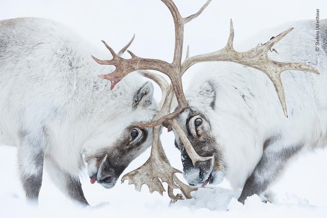 Stefano Unterthiner (Italy) watches two Svalbard reindeer battle for control of a harem. Stefano followed these reindeer during the rutting season. Watching the fight, he felt immersed in ‘the smell, the noise, the fatigue and the pain’. The reindeer clashed antlers until the dominant male (left) chased its rival away, securing the opportunity to breed. Reindeer are widespread around the Arctic, but this subspecies occurs only in Svalbard. Populations are affected by climate change, where increased rainfall can freeze on the ground, preventing access to plants that would otherwise sit under soft snow