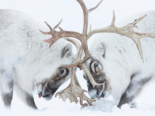 Stefano Unterthiner (Italy) watches two Svalbard reindeer battle for control of a harem. Stefano followed these reindeer during the rutting season. Watching the fight, he felt immersed in ‘the smell, the noise, the fatigue and the pain’. The reindeer clashed antlers until the dominant male (left) chased its rival away, securing the opportunity to breed. Reindeer are widespread around the Arctic, but this subspecies occurs only in Svalbard. Populations are affected by climate change, where increased rainfall can freeze on the ground, preventing access to plants that would otherwise sit under soft snow
