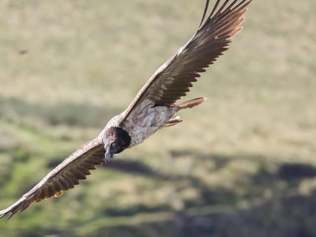 Vigo the bearded vulture in flight over the Peak District National Park (Photo by Austin Morley)